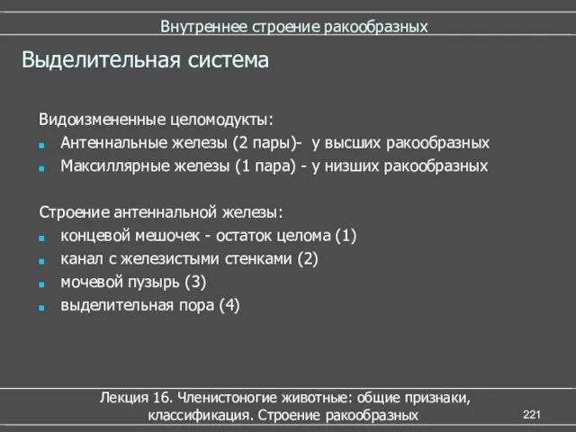 Внутреннее строение ракообразных Лекция 16. Членистоногие животные: общие признаки, классификация.