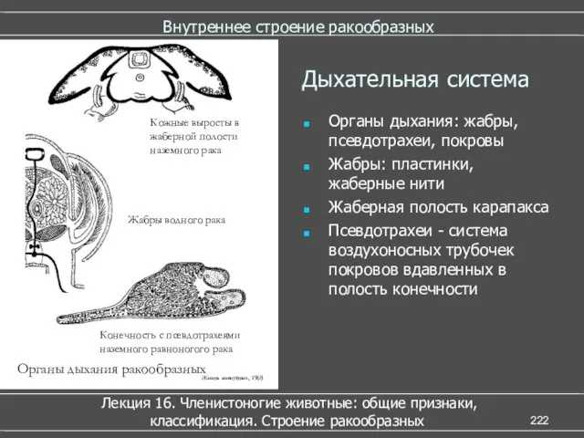 Внутреннее строение ракообразных Лекция 16. Членистоногие животные: общие признаки, классификация.