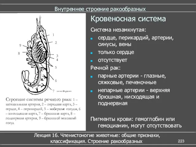 Внутреннее строение ракообразных Лекция 16. Членистоногие животные: общие признаки, классификация.