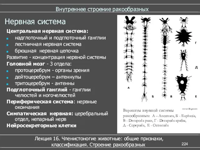 Внутреннее строение ракообразных Лекция 16. Членистоногие животные: общие признаки, классификация.