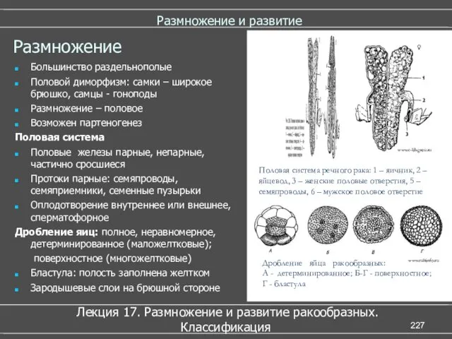 Размножение и развитие Лекция 17. Размножение и развитие ракообразных. Классификация