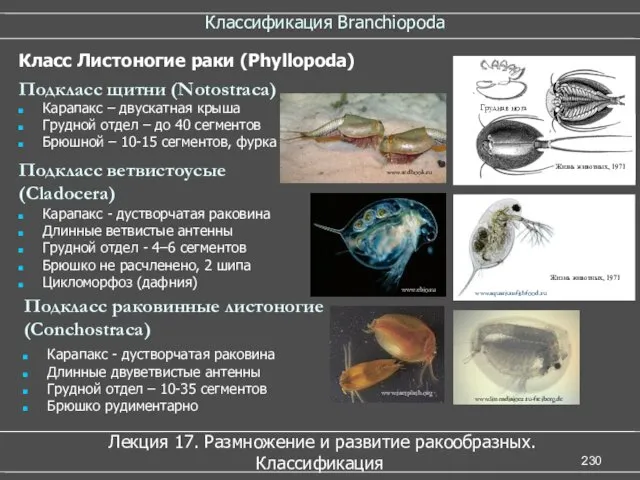 Классификация Branchiopoda Лекция 17. Размножение и развитие ракообразных. Классификация Карапакс