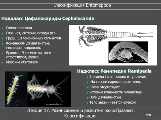 Классификация Entomopoda Лекция 17. Размножение и развитие ракообразных. Классификация Голова