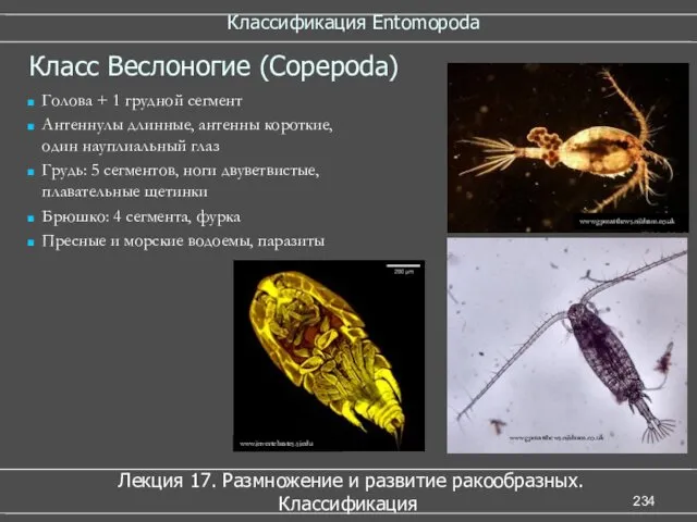 Классификация Entomopoda Лекция 17. Размножение и развитие ракообразных. Классификация Класс