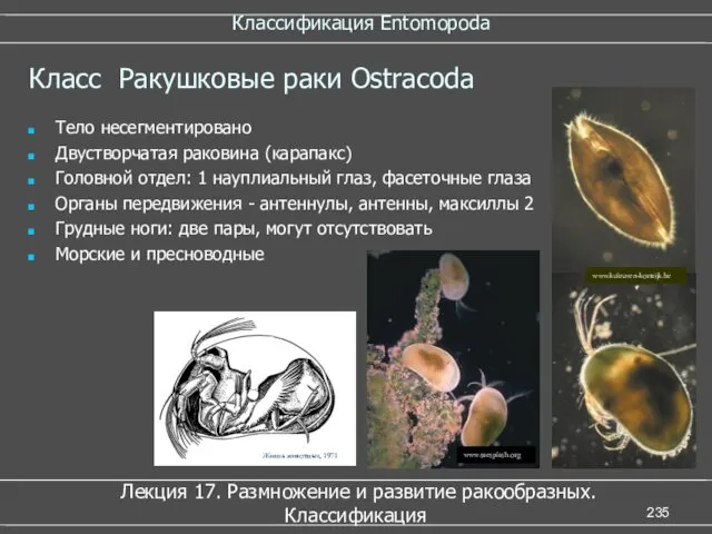 Классификация Entomopoda Лекция 17. Размножение и развитие ракообразных. Классификация Класс