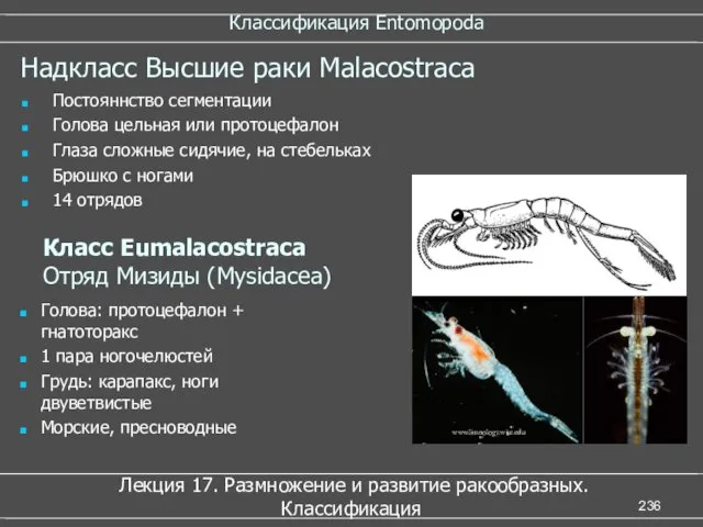 Классификация Entomopoda Лекция 17. Размножение и развитие ракообразных. Классификация Надкласс