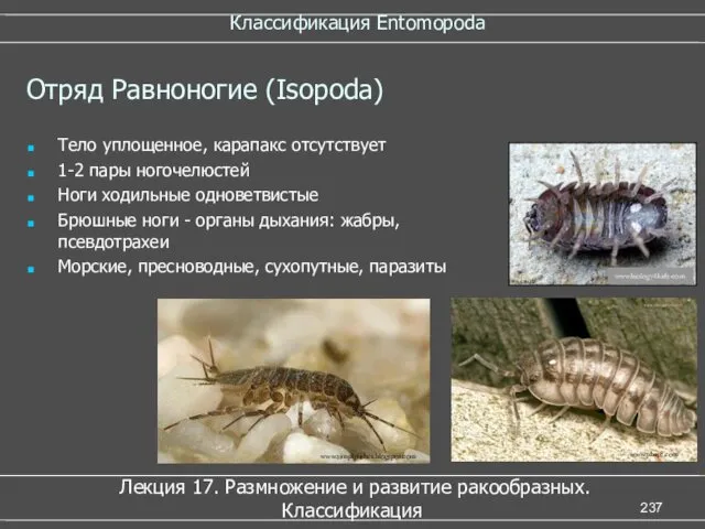 Классификация Entomopoda Лекция 17. Размножение и развитие ракообразных. Классификация Отряд