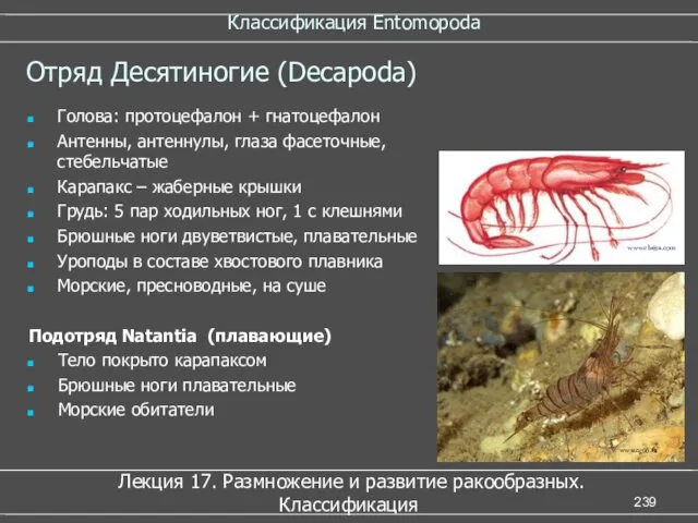 Классификация Entomopoda Лекция 17. Размножение и развитие ракообразных. Классификация Отряд