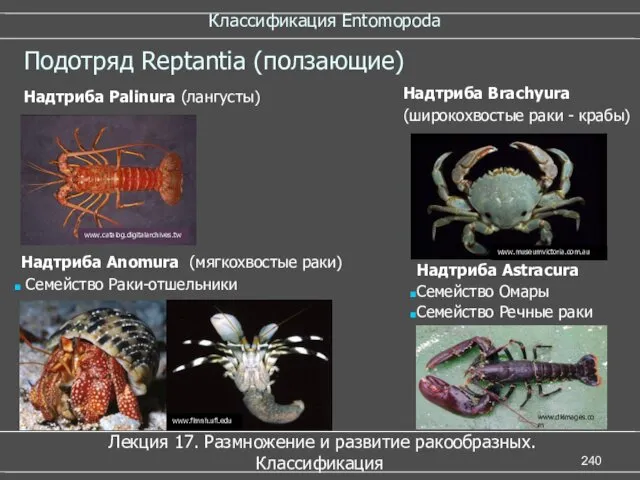 Классификация Entomopoda Лекция 17. Размножение и развитие ракообразных. Классификация Подотряд