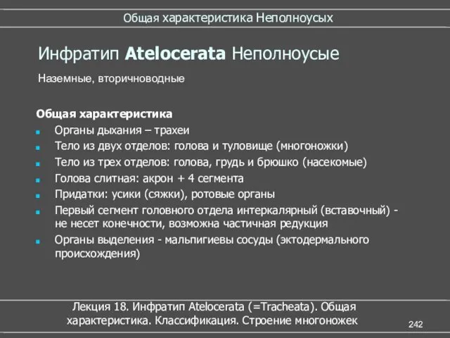 Общая характеристика Неполноусых Инфратип Atelocerata Неполноусые Общая характеристика Органы дыхания