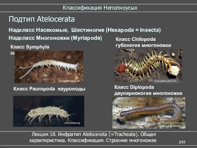 Классификация Неполноусых Подтип Atelocerata Класс Diplopoda двупарноногие многоножки Класс Pauropoda