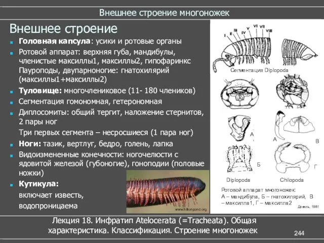 Внешнее строение многоножек Внешнее строение Головная капсула: усики и ротовые