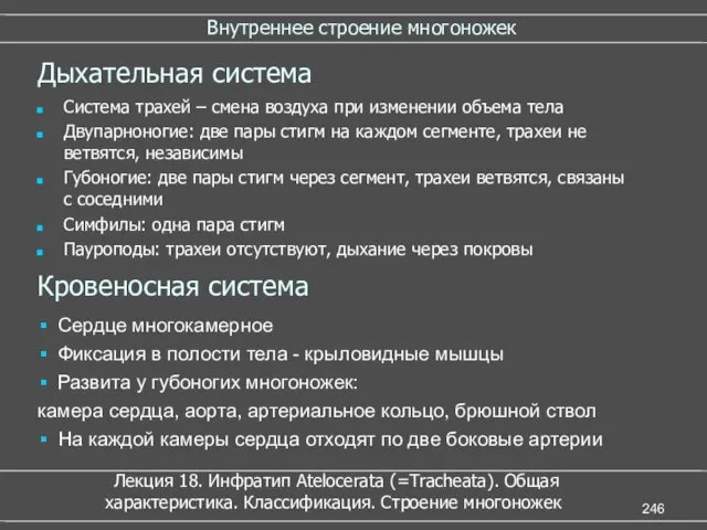 Внутреннее строение многоножек Дыхательная система Система трахей – смена воздуха