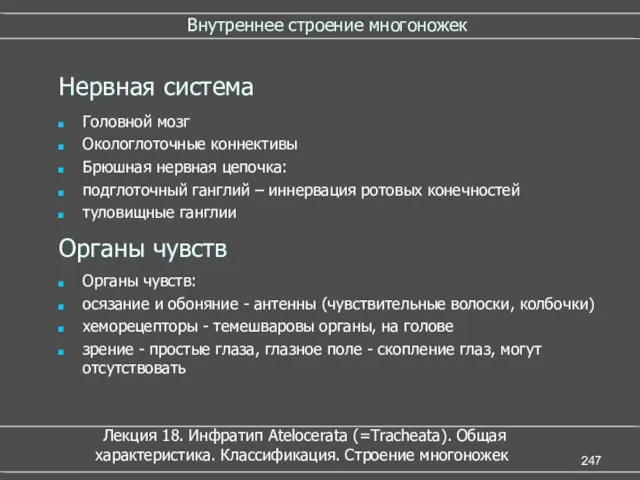 Внутреннее строение многоножек Нервная система Головной мозг Окологлоточные коннективы Брюшная