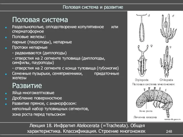 Половая система и развитие Половая система Раздельнополые, оплодотворение копулятивное или