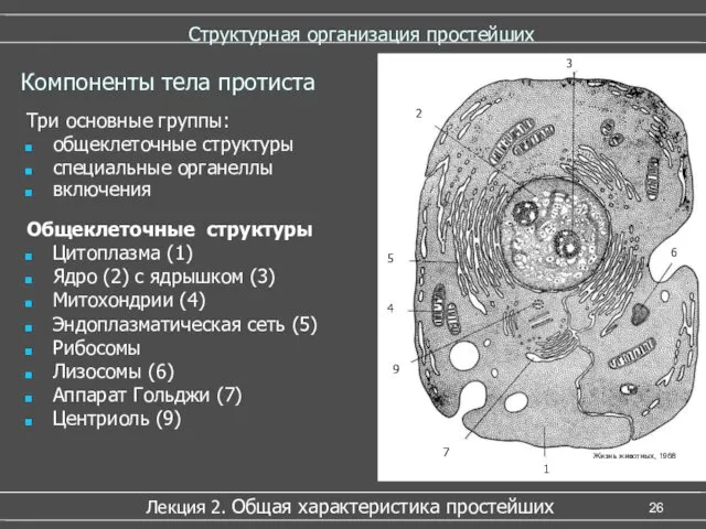 Структурная организация простейших Три основные группы: общеклеточные структуры специальные органеллы