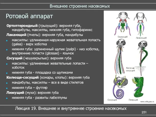 Внешнее строение насекомых Ротовой аппарат Ортоптероидный (грызущий): верхняя губа, мандибулы,