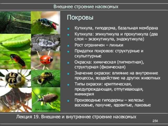 Внешнее строение насекомых Покровы Кутикула, гиподерма, базальная мембрана Кутикула: эпикутикула