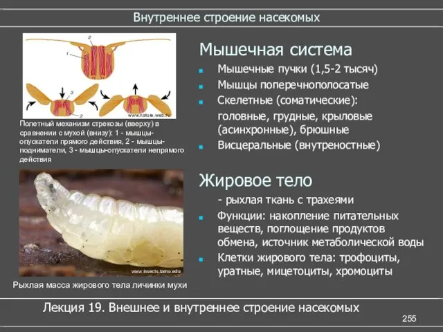 Внутреннее строение насекомых Мышечная система Мышечные пучки (1,5-2 тысяч) Мышцы