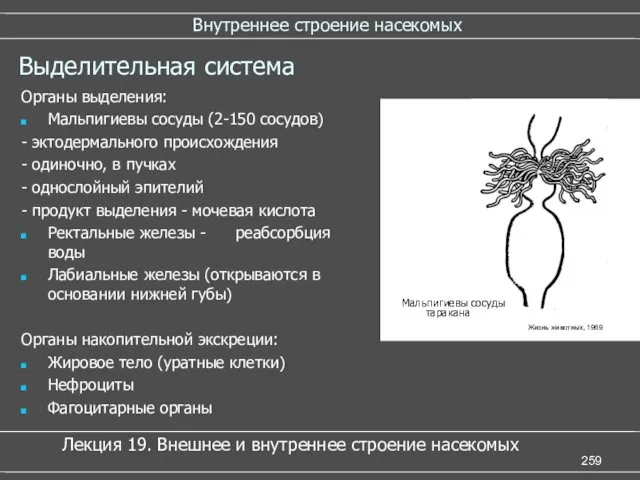 Внутреннее строение насекомых Выделительная система Органы выделения: Мальпигиевы сосуды (2-150