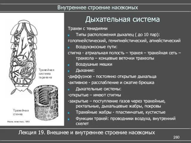 Внутреннее строение насекомых Дыхательная система Трахеи с тенидиями Типы расположения