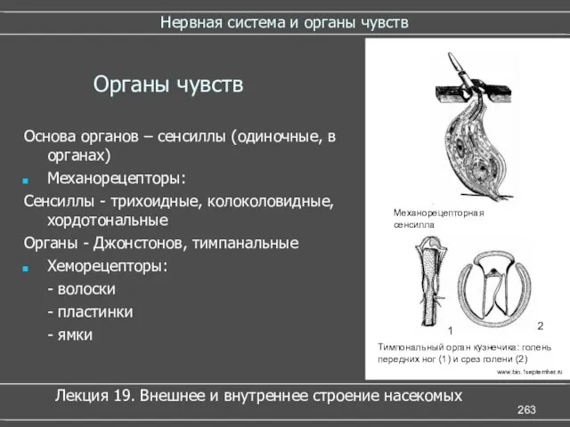 Нервная система и органы чувств Органы чувств Основа органов –