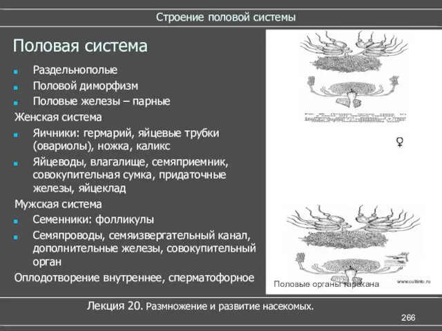 Строение половой системы Лекция 20. Размножение и развитие насекомых. Половая