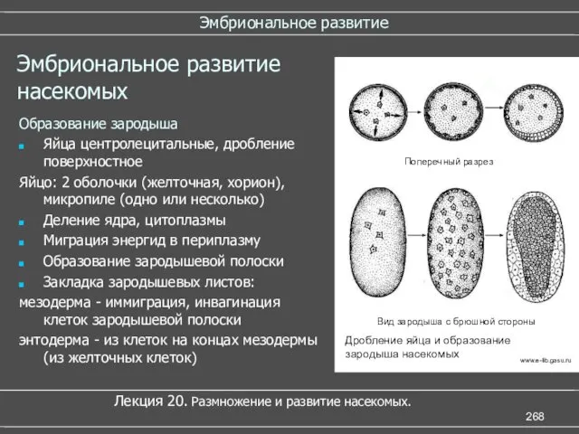 Эмбриональное развитие Лекция 20. Размножение и развитие насекомых. Эмбриональное развитие