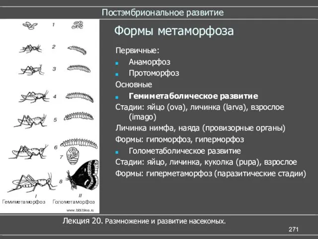 Постэмбриональное развитие Лекция 20. Размножение и развитие насекомых. Формы метаморфоза