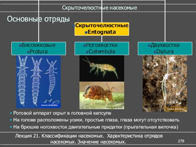 insects.tamu.edu insects.tamu.edu insects.tamu.edu Скрыточелюстные насекомые Лекция 21. Классификации насекомых. Характеристика