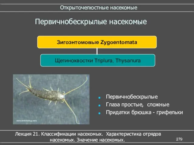 Открыточелюстные насекомые Лекция 21. Классификации насекомых. Характеристика отрядов насекомых. Значение