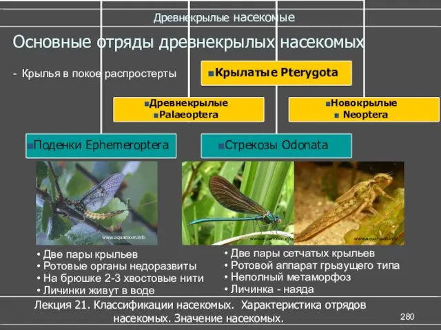 www.aquaroom.info Древнекрылые насекомые Лекция 21. Классификации насекомых. Характеристика отрядов насекомых.