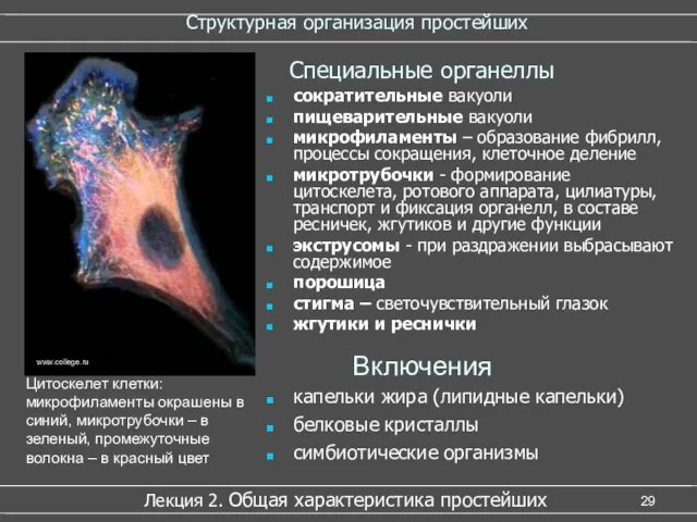 Структурная организация простейших сократительные вакуоли пищеварительные вакуоли микрофиламенты – образование