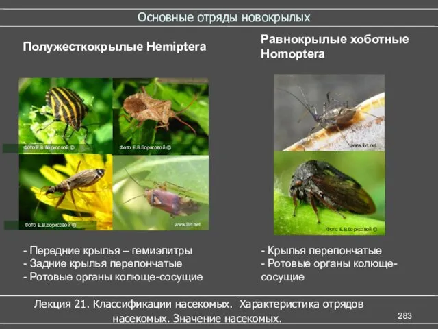 Основные отряды новокрылых Лекция 21. Классификации насекомых. Характеристика отрядов насекомых.