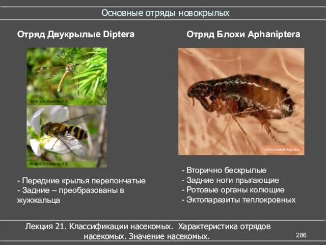 Основные отряды новокрылых Лекция 21. Классификации насекомых. Характеристика отрядов насекомых.