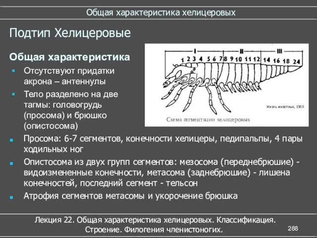 Общая характеристика хелицеровых Лекция 22. Общая характеристика хелицеровых. Классификация. Строение.