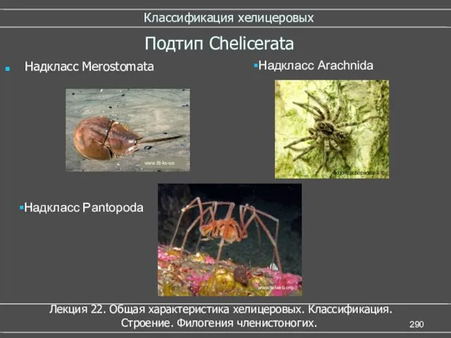 Классификация хелицеровых Подтип Chelicerata Надкласс Merostomata Надкласс Arachnida Надкласс Pantopoda