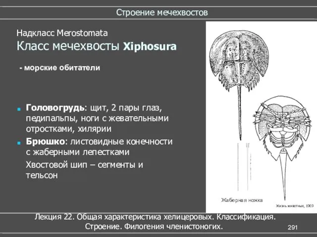 Строение мечехвостов Надкласс Merostomata Класс мечехвосты Xiphosura Головогрудь: щит, 2