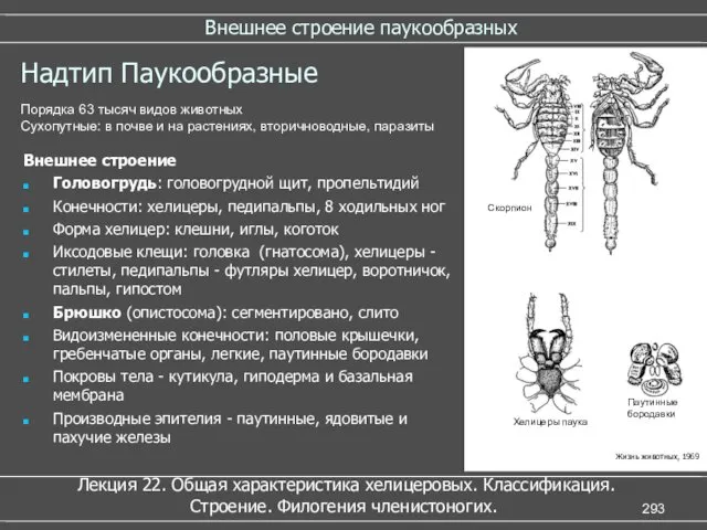 Внешнее строение паукообразных Надтип Паукообразные Внешнее строение Головогрудь: головогрудной щит,