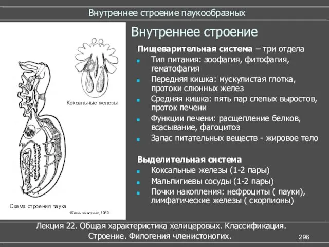 Внутреннее строение паукообразных Внутреннее строение Пищеварительная система – три отдела