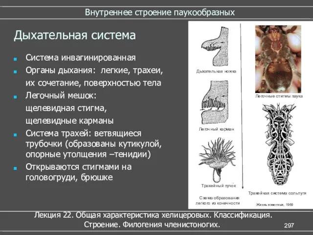 Внутреннее строение паукообразных Дыхательная система Система инвагинированная Органы дыхания: легкие,