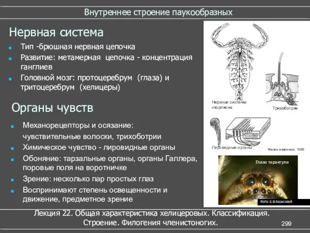 Внутреннее строение паукообразных Нервная система Тип -брюшная нервная цепочка Развитие: