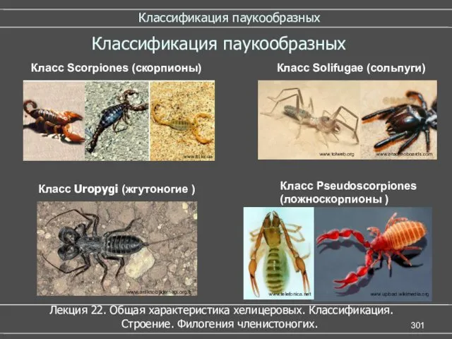 Классификация паукообразных Классификация паукообразных Класс Scorpiones (скорпионы) Класс Solifugae (сольпуги)