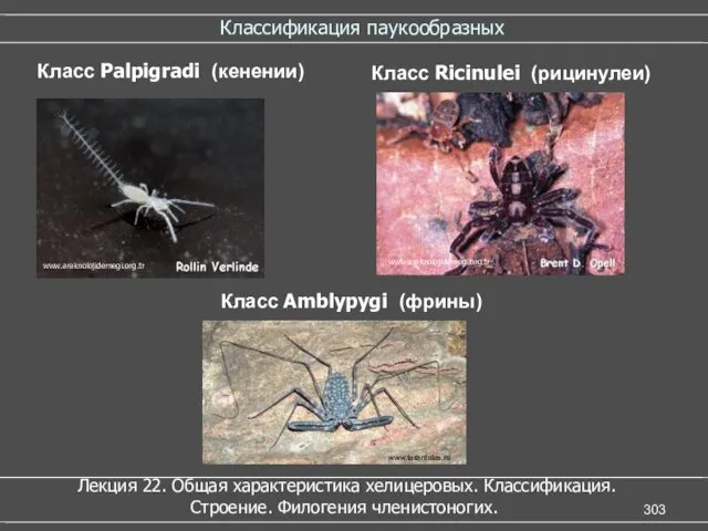 Классификация паукообразных Класс Amblypygi (фрины) Класс Palpigradi (кенении) Класс Ricinulei