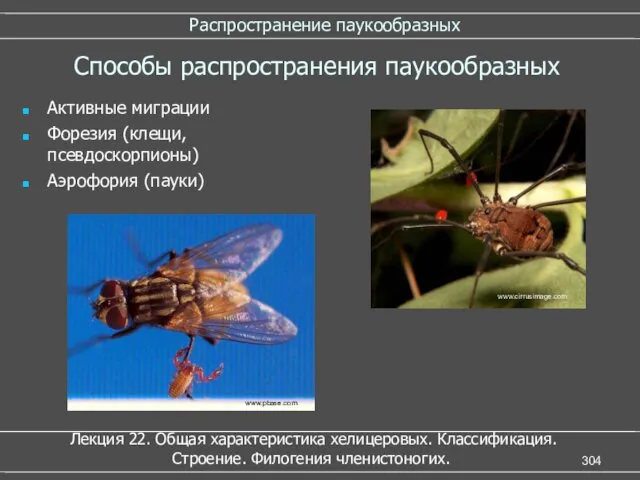 Распространение паукообразных Способы распространения паукообразных Активные миграции Форезия (клещи, псевдоскорпионы)