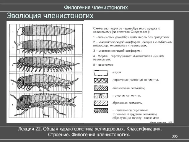 Филогения членистоногих Лекция 22. Общая характеристика хелицеровых. Классификация. Строение. Филогения