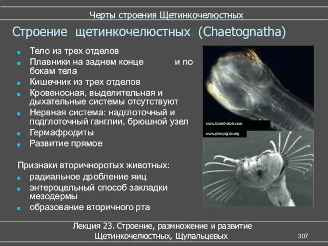 Черты строения Щетинкочелюстных Тело из трех отделов Плавники на заднем