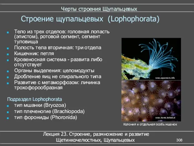 Черты строения Щупальцевых Тело из трех отделов: головная лопасть (эпистом),