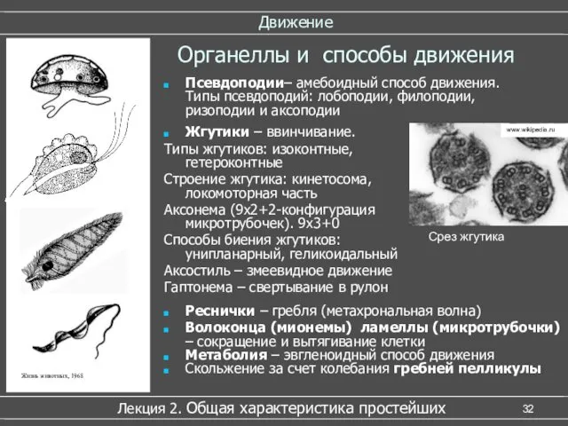 Движение Псевдоподии– амебоидный способ движения. Типы псевдоподий: лобоподии, филоподии, ризоподии