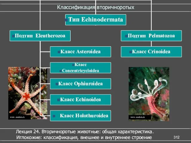 Классификация вторичноротых www. starfish.ch www. starfish.ch Лекция 24. Вторичноротые животные: